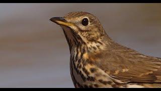 Reclamo de ZORZAL COMÚN (Turdus philomelos) #26