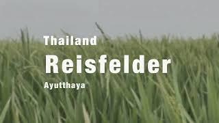 Thailand Reisfelder