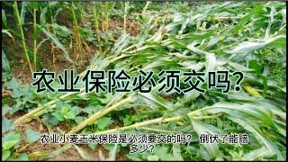 农业保险必须交吗事关农民切身利益，农民一定要知道！