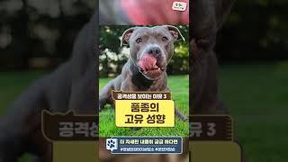 강아지 공격성의 원인