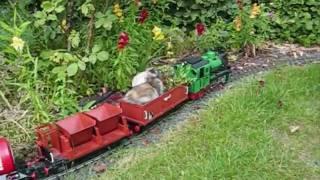 Schwarzfahrer unterwegs auf der Gartenbahn