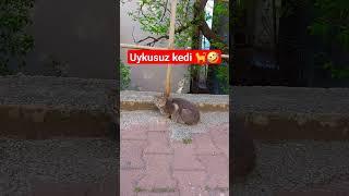 Uykusuz Kedi #cat #kedi