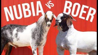 Cabras Bóer Vs Nubia ¿Cuál Es La Mejor Opción Para Generar Millones?