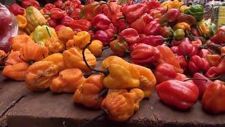 LE COMMERCE DU PIMENT : LE BOOM DES PRIX ÉLEVÉS