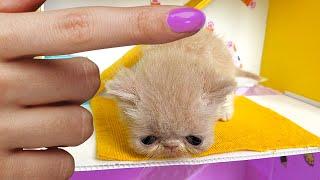 TRUE Stories about Smallest Rescued Kittens! The Most Amazing Kitten Cats Pet Houses