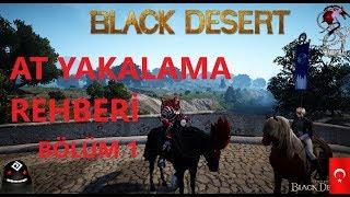 Black Desert Tr At Yakalama Rehberi- At Serisi Bölüm 1