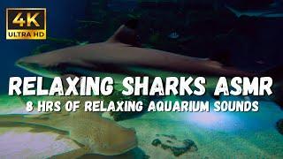 Underwater Asmr ambience: Sharks gracefully swimming, Complete Relaxation Video