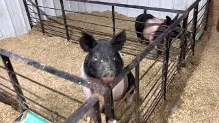 A day with the animals | Hobby farming | Homesteading | Raising farm animals