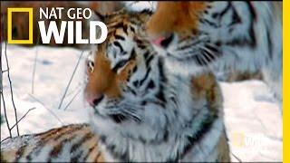 Siberia's Stripes of Death |  Nat Geo Wild