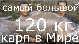 Самый большой карп в мире, ТОП 7 the biggest fish in the world