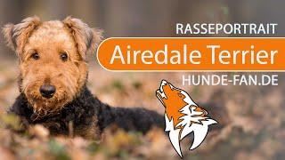 ► Airedale Terrier [2021] History, Appearance, Temperament, Training, Exercise, Care & Health