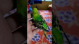 Green cheak Budgie #shorts #short #ytshorts Australian parrot