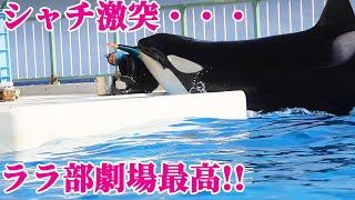 ララが勢い余って激突^^大惨事？鴨川シーワールド シャチ KamogawaSeaWorld