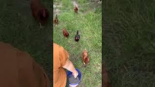 Faithful followers  #chickens #homestead #farmlife