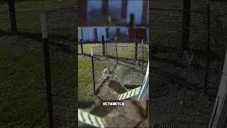 Спас подругу от ястреба. Налет на курятник!