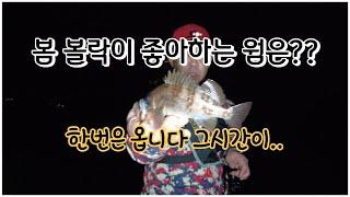 봄 볼락이 좋아하는웜~