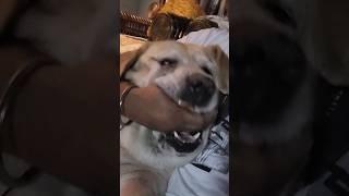 Angry Labrador #viralshort #shorts #shortsvideo #shortsviral