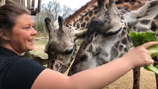 Home Safari - Giraffe - Cincinnati Zoo