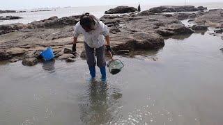 梭子蟹刚卧沙就被抓，大水坑里有黑影游过，皮皮激动的下去擒住