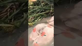 Gái Miền Tây Bắt Cá