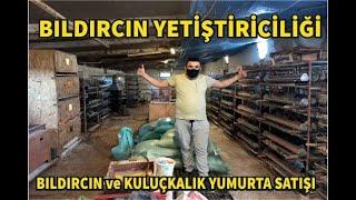 BILDIRCIN YETİŞTİRİCİLİĞİ ( Bıldırcın ve Kuluçkalık Yumurta Satışı ) #istanbul #bahçelievler