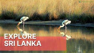 Explore Sri Lanka | Sri Lanka Wildlife