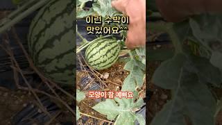 수박은 이렇게 길러야지 맛있어요 맛있는 수박은 이렇게 고르세요