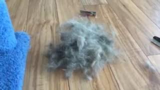 How to Furminate your kitty by Kitty Charm School