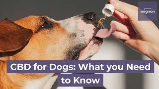 CBD for Dogs: What you Need to Know