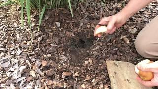 Essential  Step in Vole Control - The Apple Sign Test