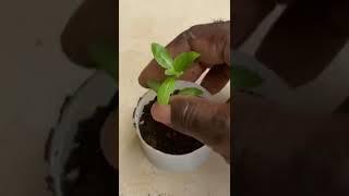 Easy way to pot up young plants#shorts