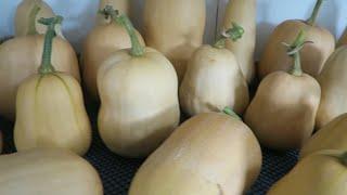 Harvesting Butternut Squashes,  Double Digging Ready For Onions.