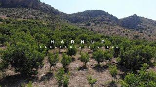 #Harnup ;Yeryüzünün en eski mirasçılarından olan ve kutsal kitaplarda yer alan bir kadim bitki.