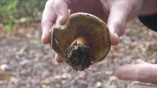 Paxillus ammoniavirescens (formerly P. involutus)