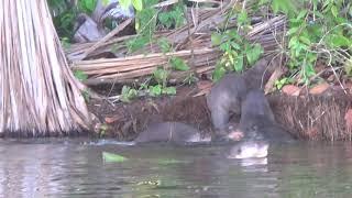 Lake Sandoval (early morning) with the Giant Otters, Tambopata National Reserve, Peru