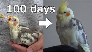 【ゆっくり】オカメインコお迎えから100日間を振り返ってみた！！