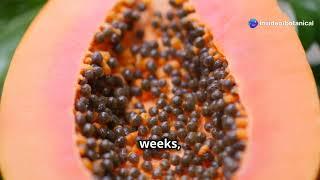 Grow Your Own Papaya Trees  A Complete Guide