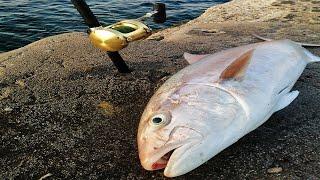 Shore fishing, huge Amberjack eats big live bait ( mulet ) Ulcinj - Montenegro