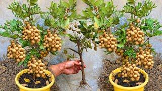 Cutting And Propagate Longan Tree With Orange -Longan Tree Growing