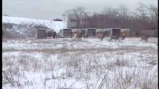 TWRA Flashback - Elk Return to TN