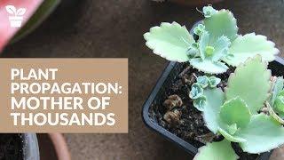 Plant Giveaway | Mother of Thousands Propagation | How to propagate plantlets