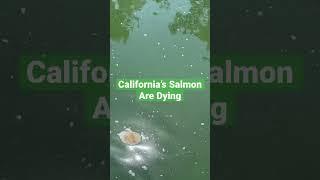 Scorching hot river temperatures are burning California’s salmon alive