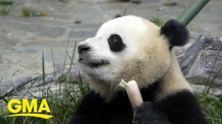 Why pandas love bamboo and what it means for their diet