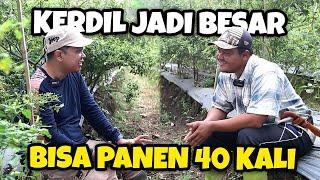 LUAR BIASA.!!! RAHASIA TANAMAN KERDIL JADI BESAR, DAN BISA PETIK CABE 40 KALI | JADAM ORGANIK