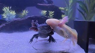 Amazing axolotl facts!