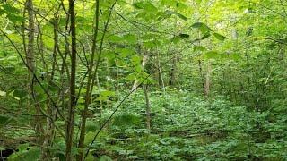 Lot D S Scenic DR, Barbeau, MI Presented by David Buckalew.