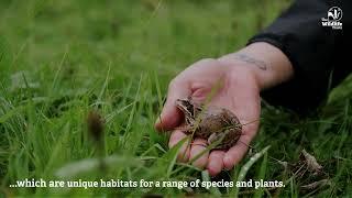 The Wildlife Trusts: Our Impact 2022