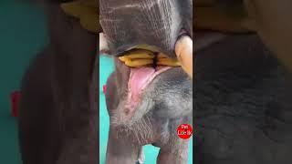 කොහොමද කෑම  | Elephant eating banana - Pet life lk #Shorts