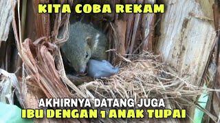 SARANG TUPAI KEKES, KITA COBA MEREKAM AKTIFITAS TUPAI KEKES