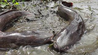 Dry Season Fishing.  Search & Catfish In Secret Big  Hole.  Big Catfish Catching Mud water Season.